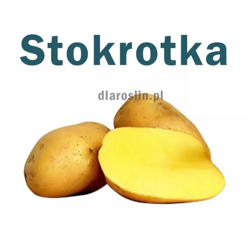 Sekrety idealnych ziemniaków do sałatki – jak uniknąć rozgotowania?