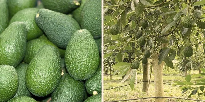 Awokado do guacamole