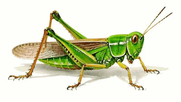 Idealny drink Grasshopper