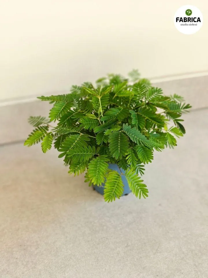 Krok po kroku przygotowanie mimozy