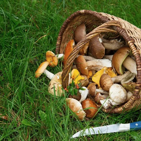 Mrożenie grzybów