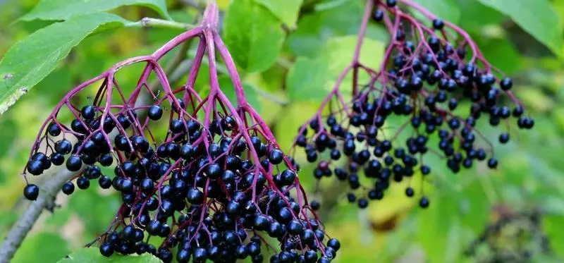 Napój z kwiatów czarnego bzu