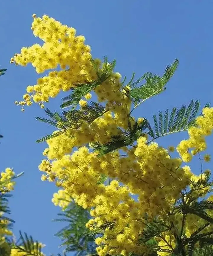 Przepis na koktajl mimoza