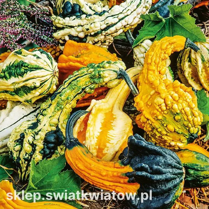 Przygotowanie dyni przed pieczeniem